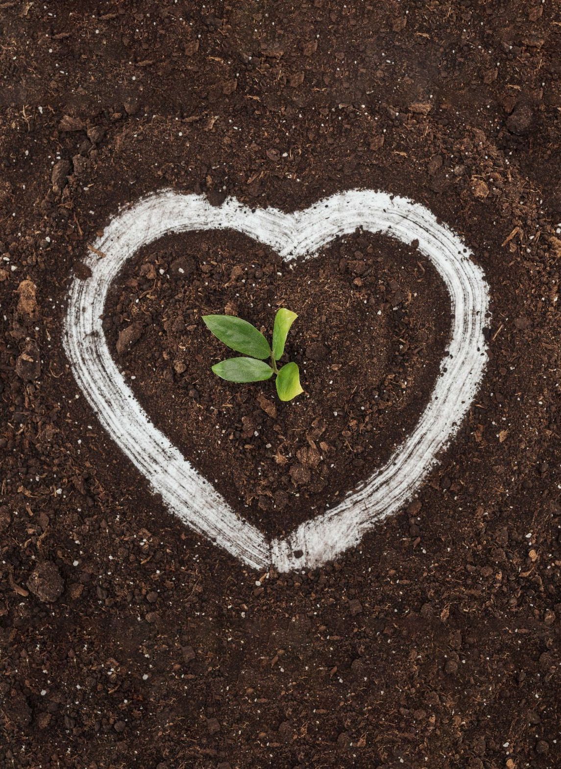 A small plant with green leaves inside a chalk heart drawn in dark soil.
