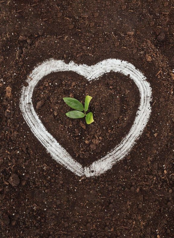 A small plant with green leaves inside a chalk heart drawn in dark soil.