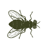 Pest Icon 4