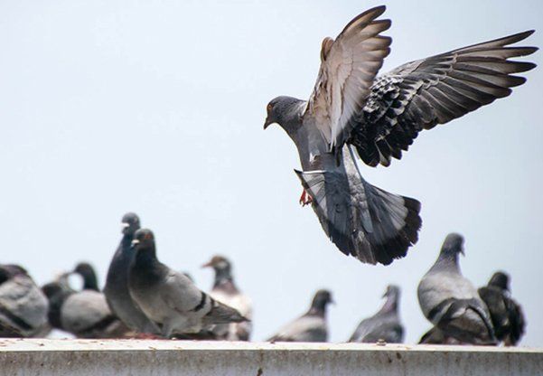 pigeon in flight