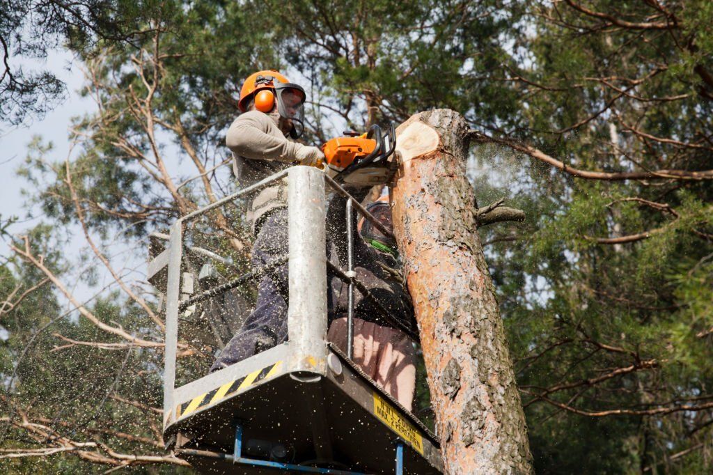 How To Become a Certified Arborist