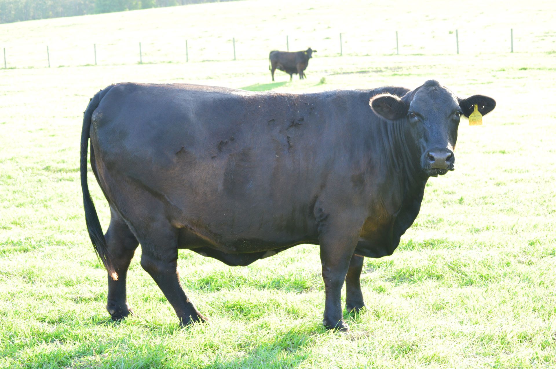 Ms Dusty 26D9

