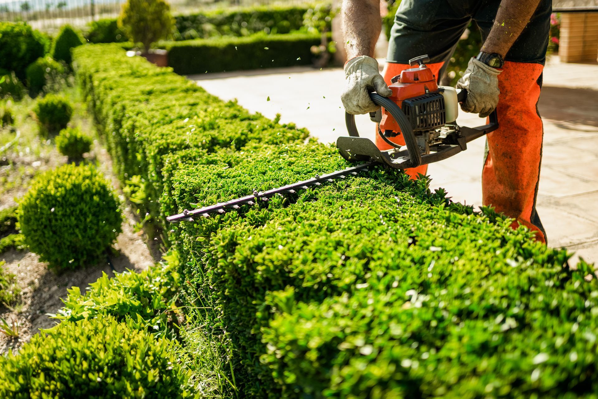 Landscaper trimming green hedge with gas-powered hedge trimmer in sunny garden.