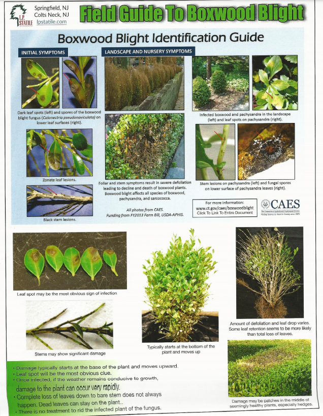 A field guide to boxwood blight identification guide