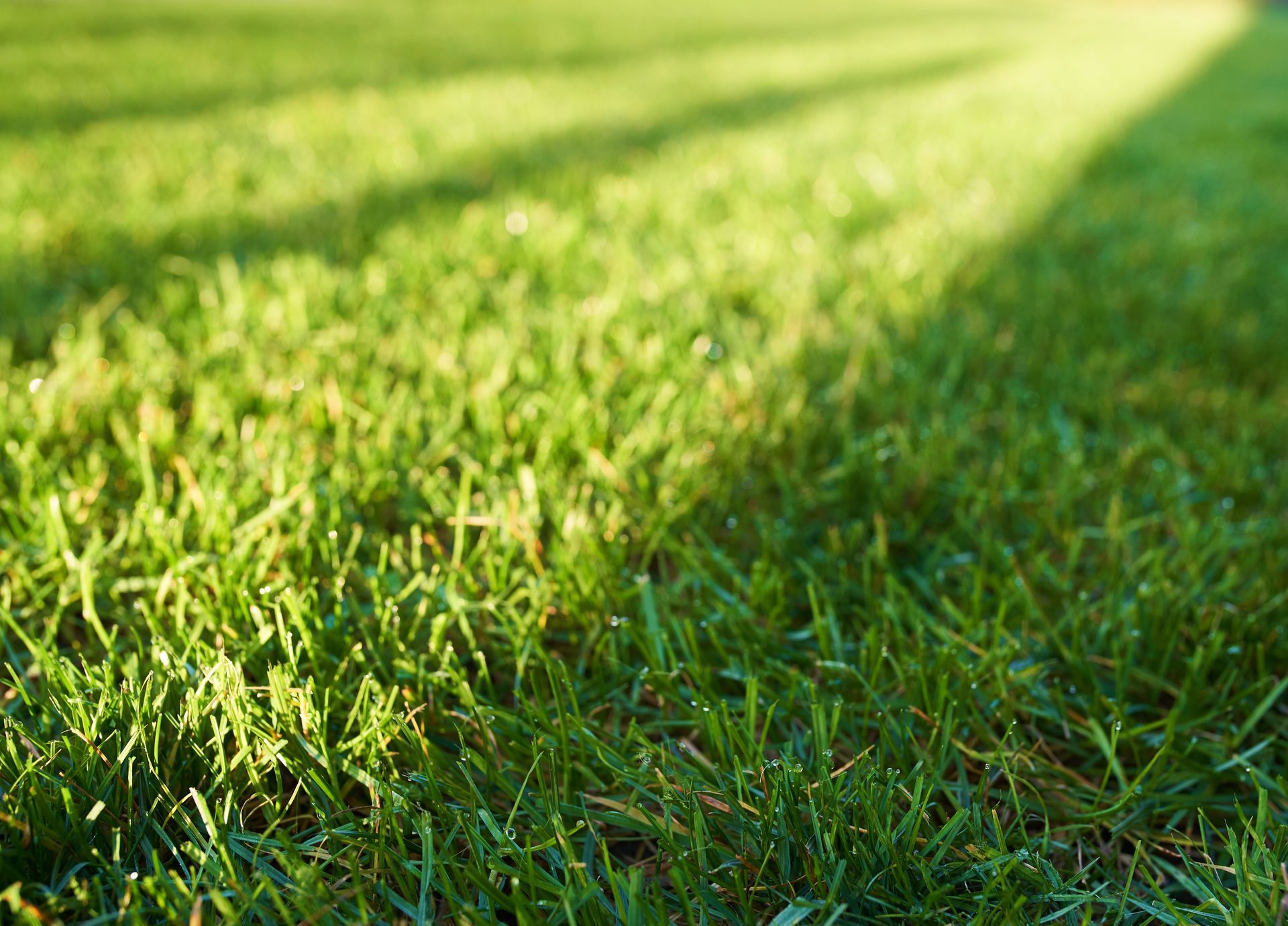 A close up of a lush green lawn with the sun shining through the grass.