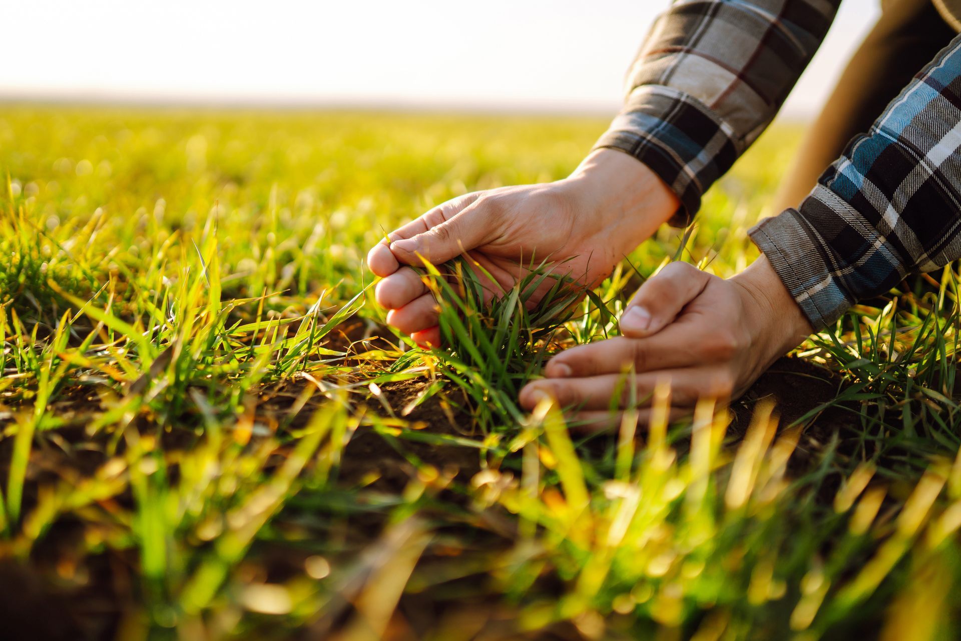 A landscaper touching the green leaves in the backyard, showcasing organic lawn care service. A landscaper touching the green leaves in the backyard, showcasing organic lawn care service.