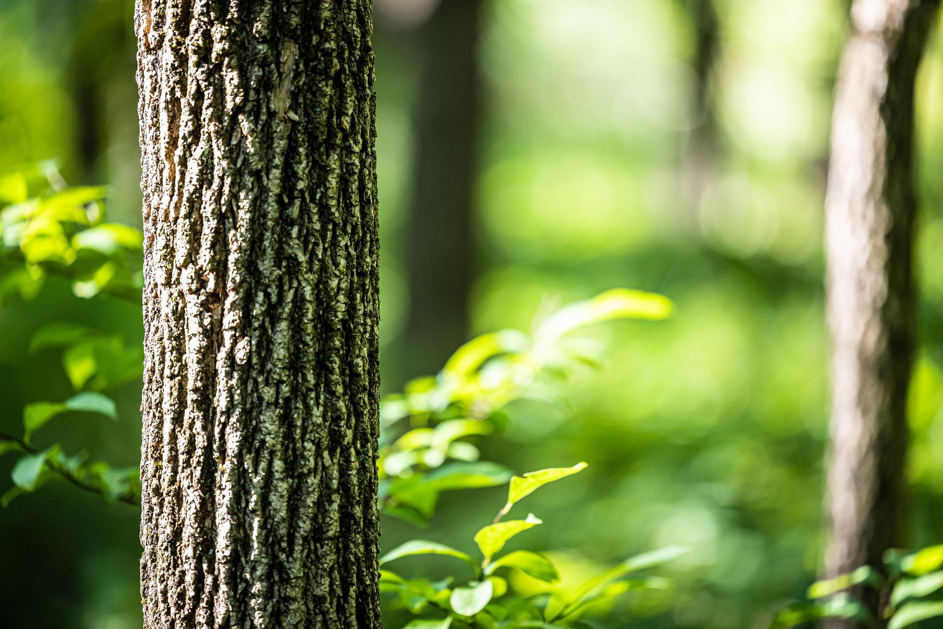 Trees forming dense foliage in a forested area.