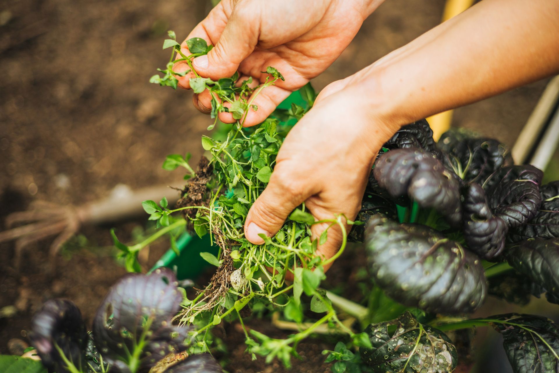 A person is picking herbs from a plant in a garden.