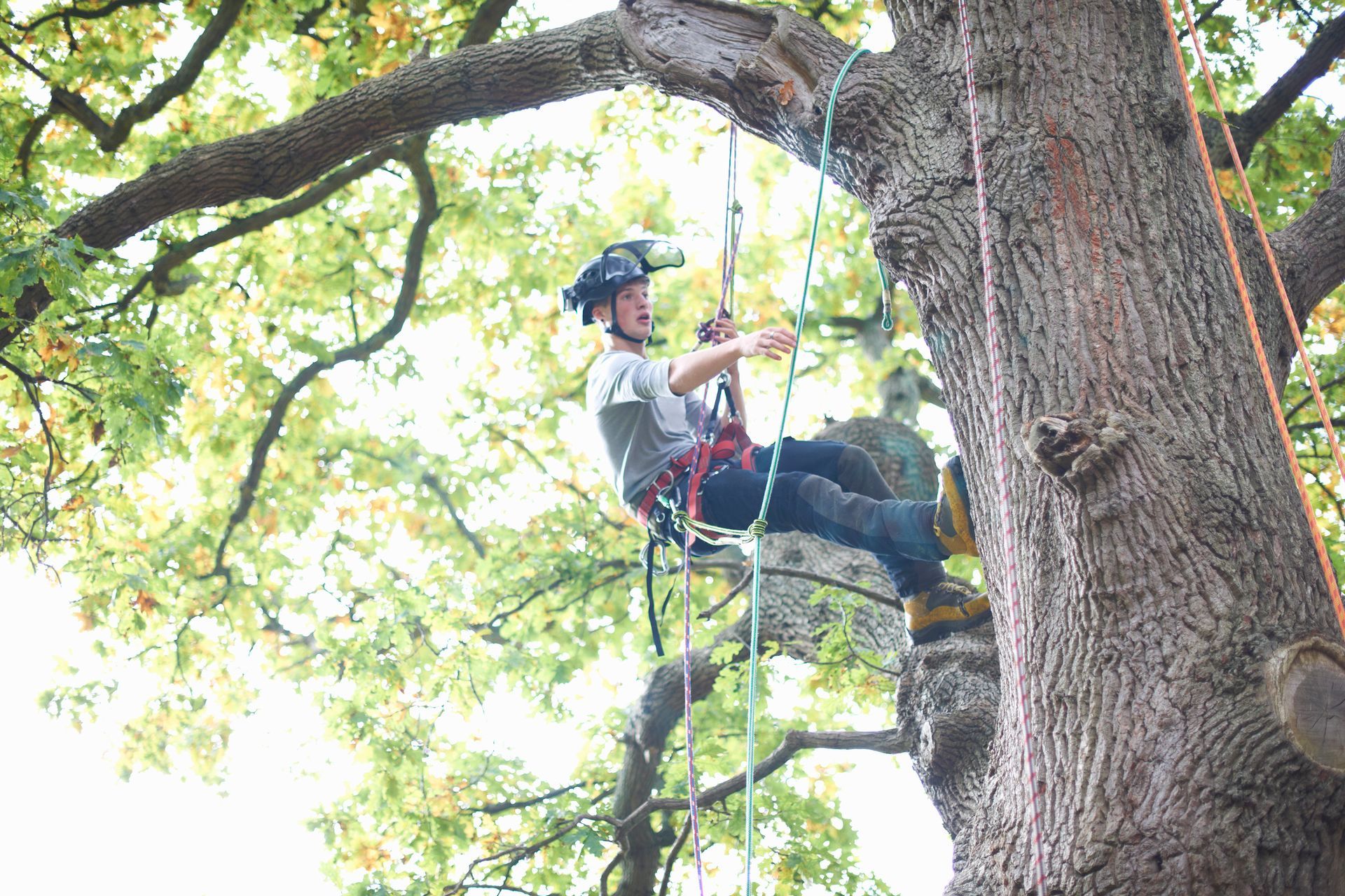 Young male arborist climbing tree trunk with safety gear.
