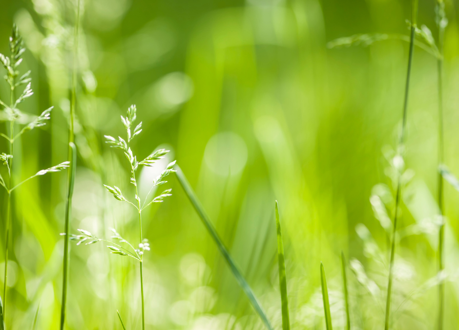 A close up of a field of grass with the sun shining through it.