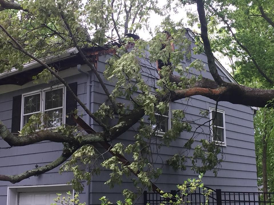 A tree has fallen on the side of a house