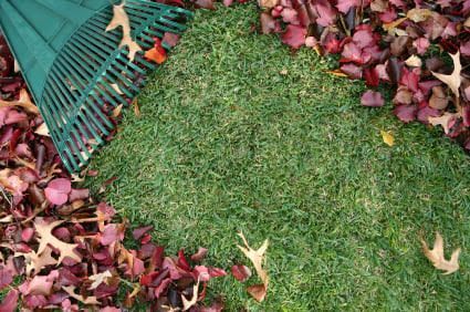 A green rake is sitting on top of a lush green lawn surrounded by leaves.