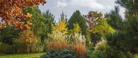 A lush green forest with trees and bushes in autumn