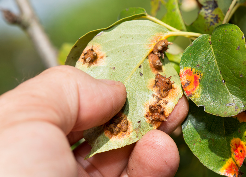 A person is holding a leaf with rust on it.