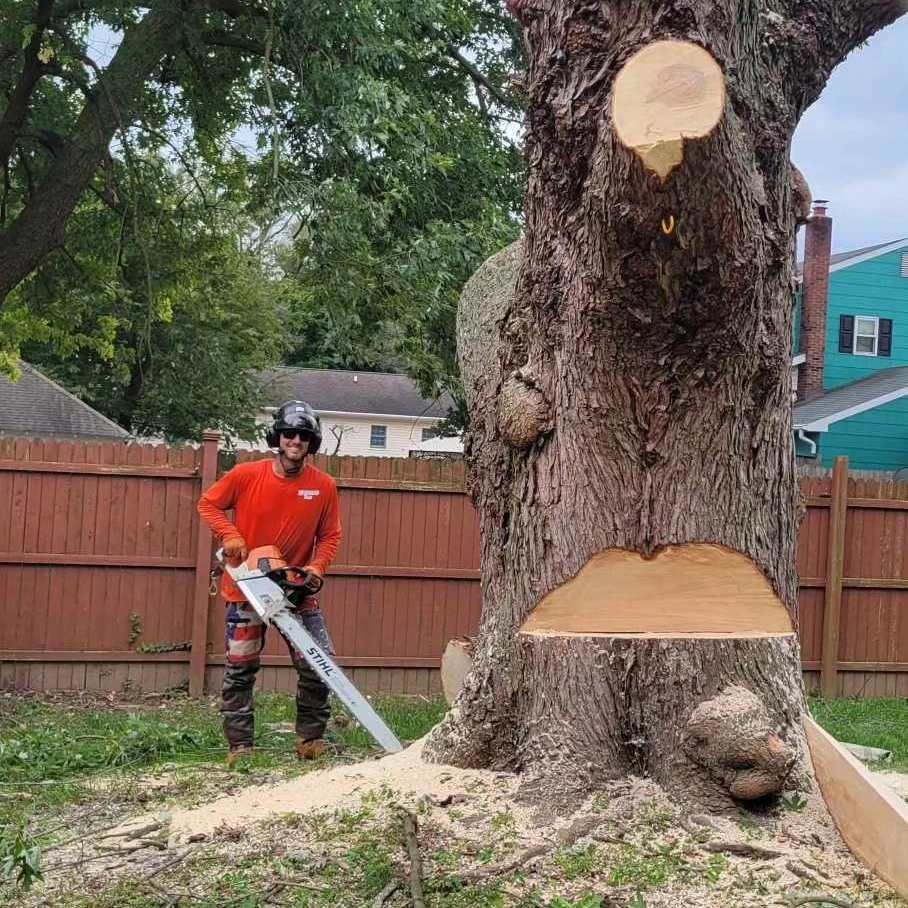 tree removal