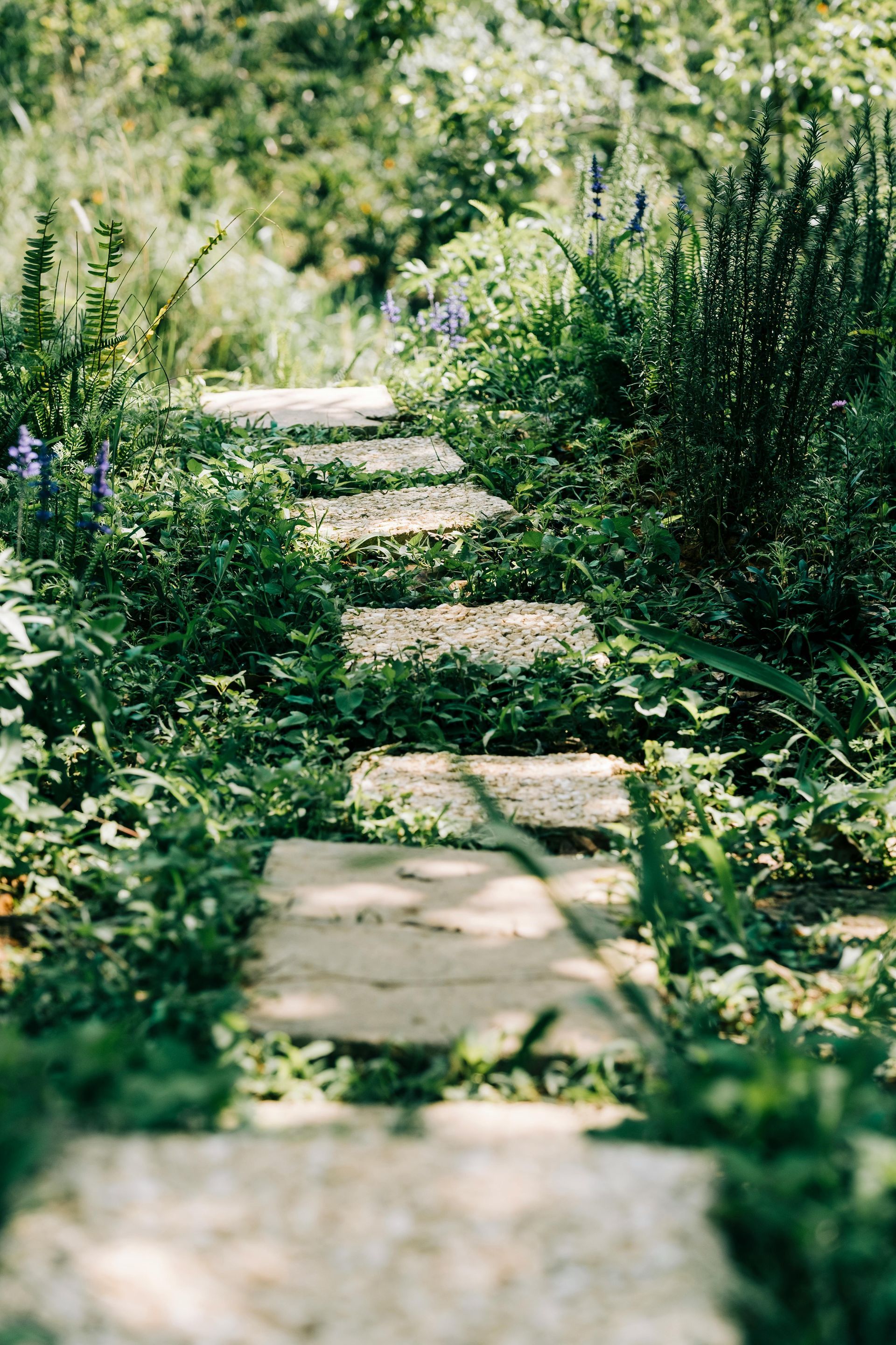 A stone path leads through a lush, sunlit garden filled with green plants and small purple flowers.