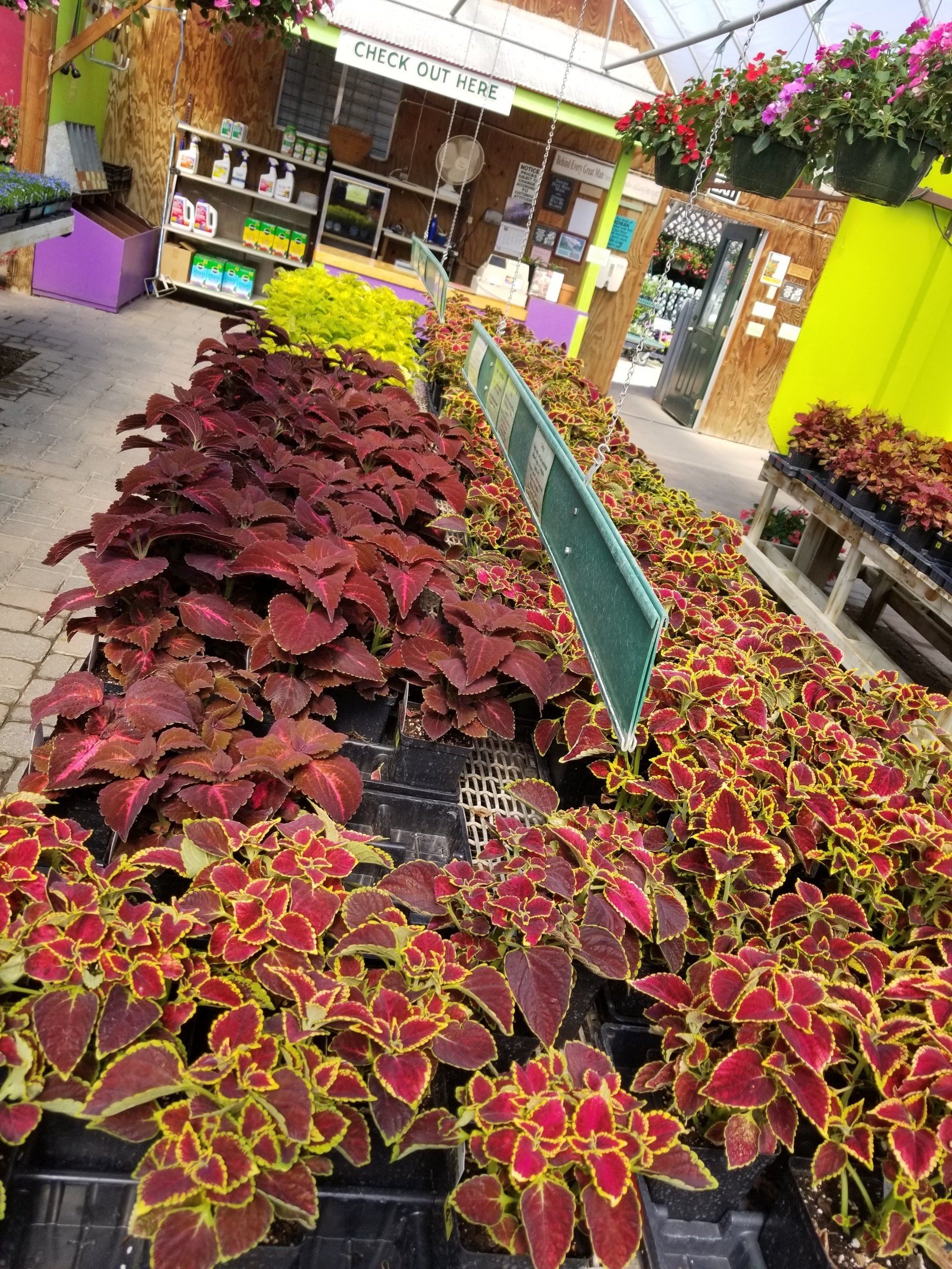 red plants