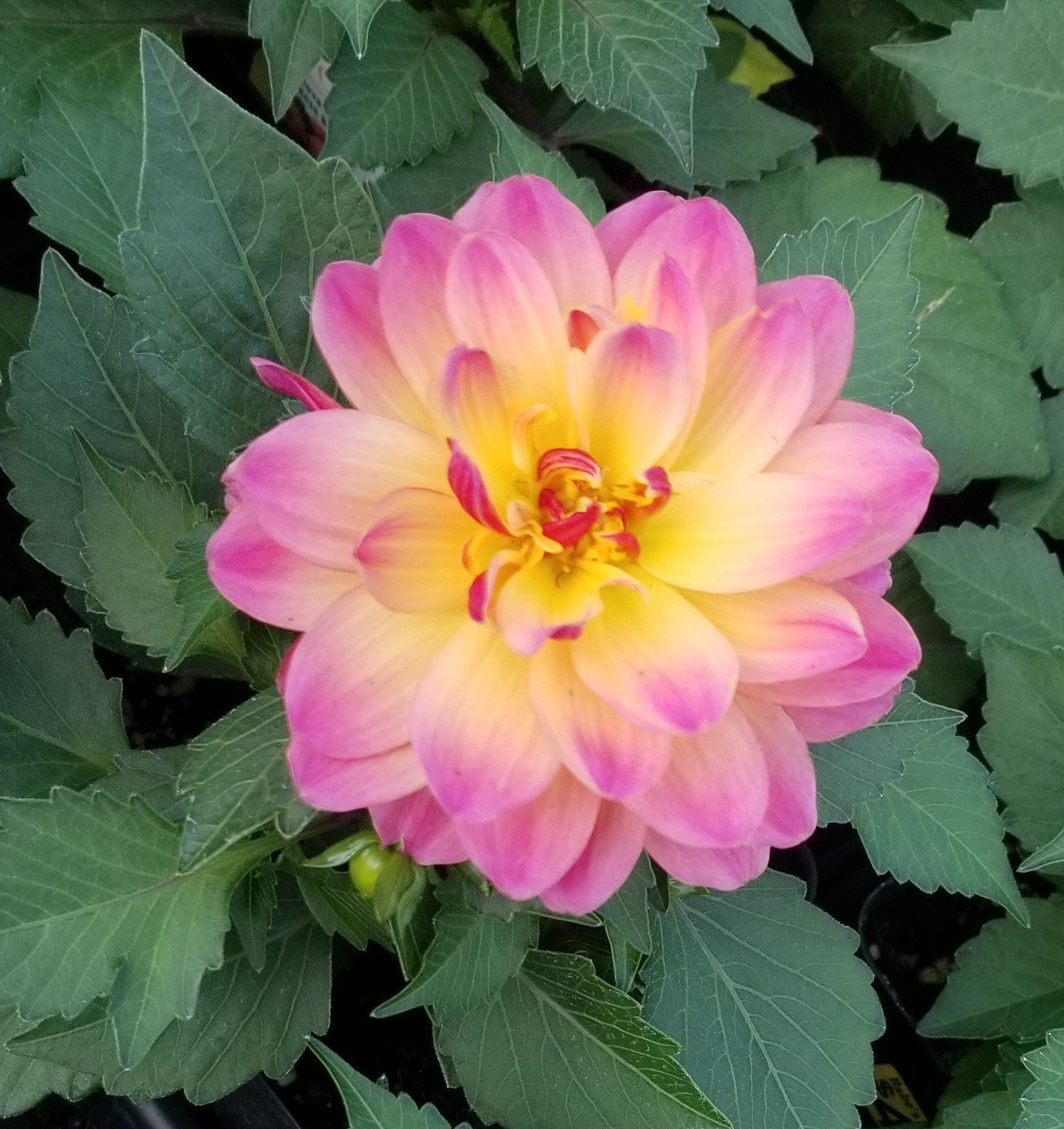 pink and yellow flower