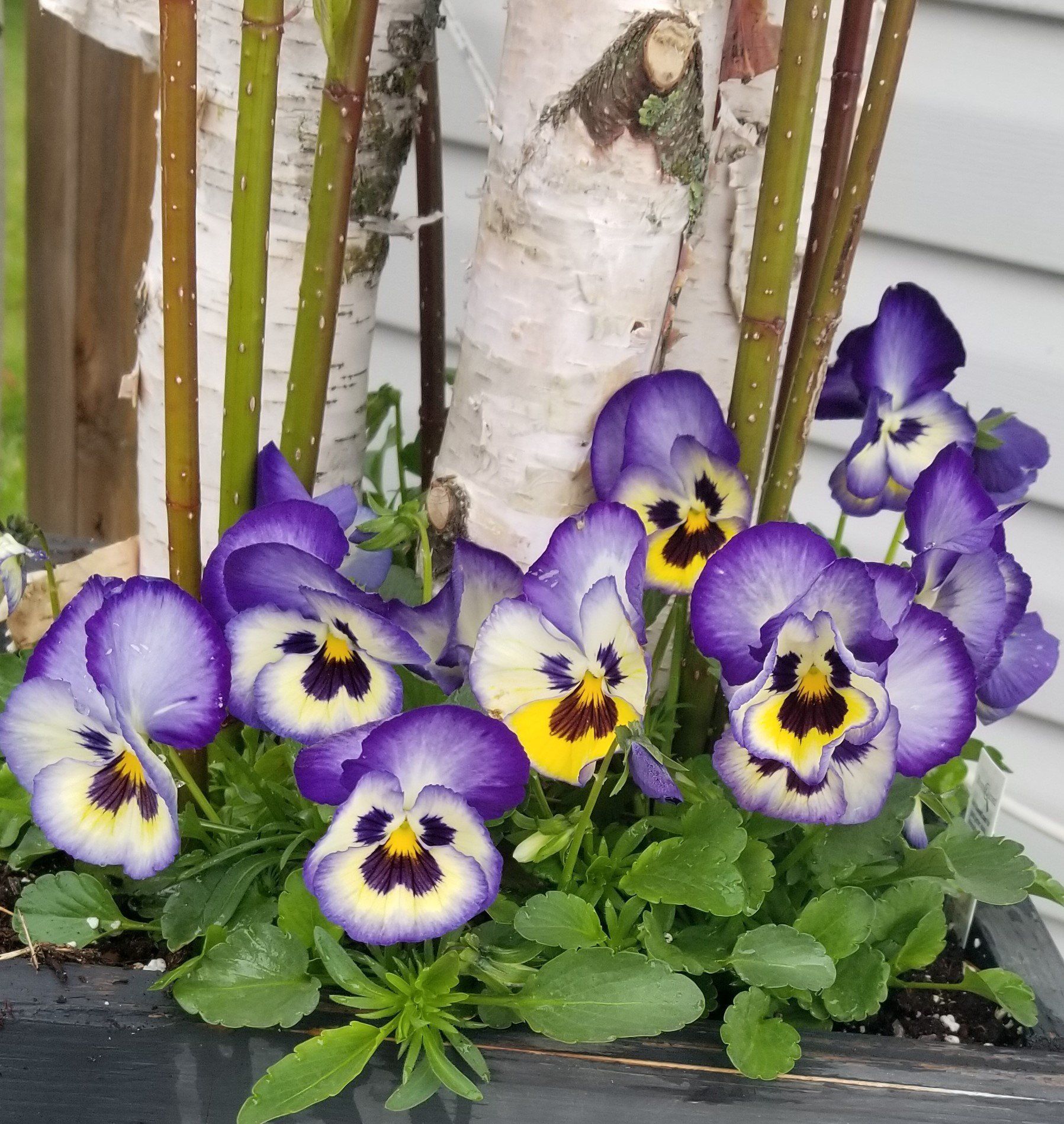 purple and yellow pansies