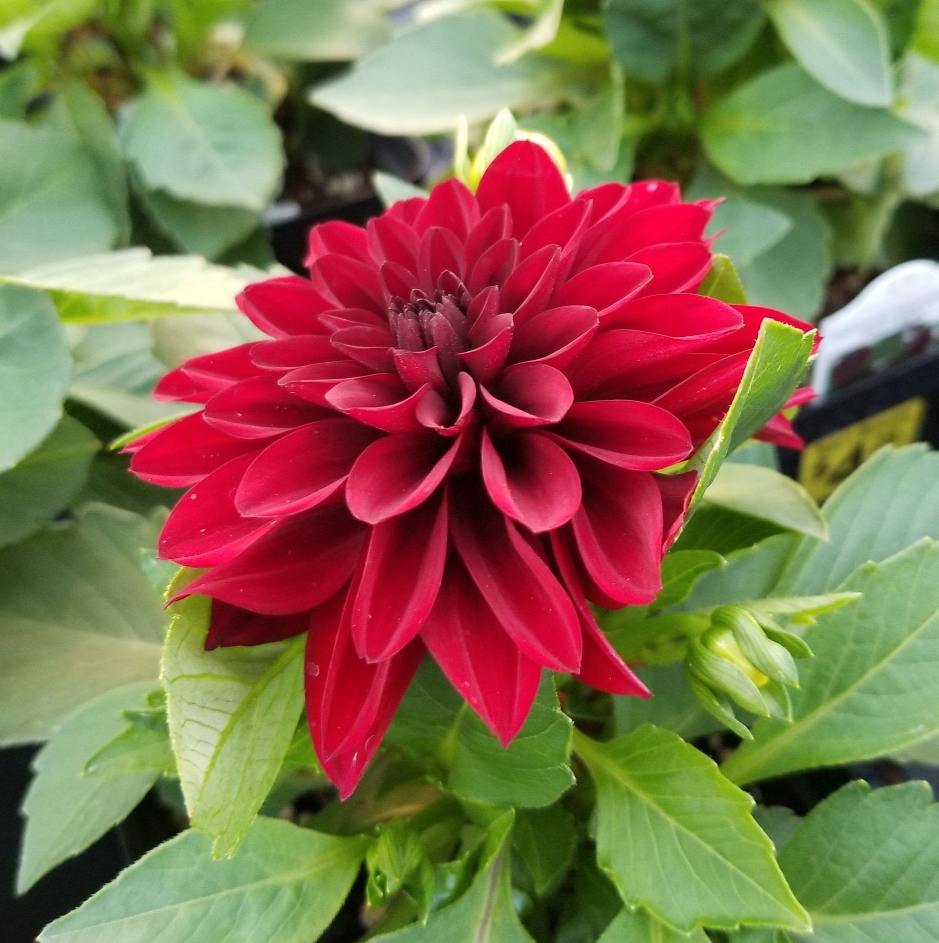 annual flower