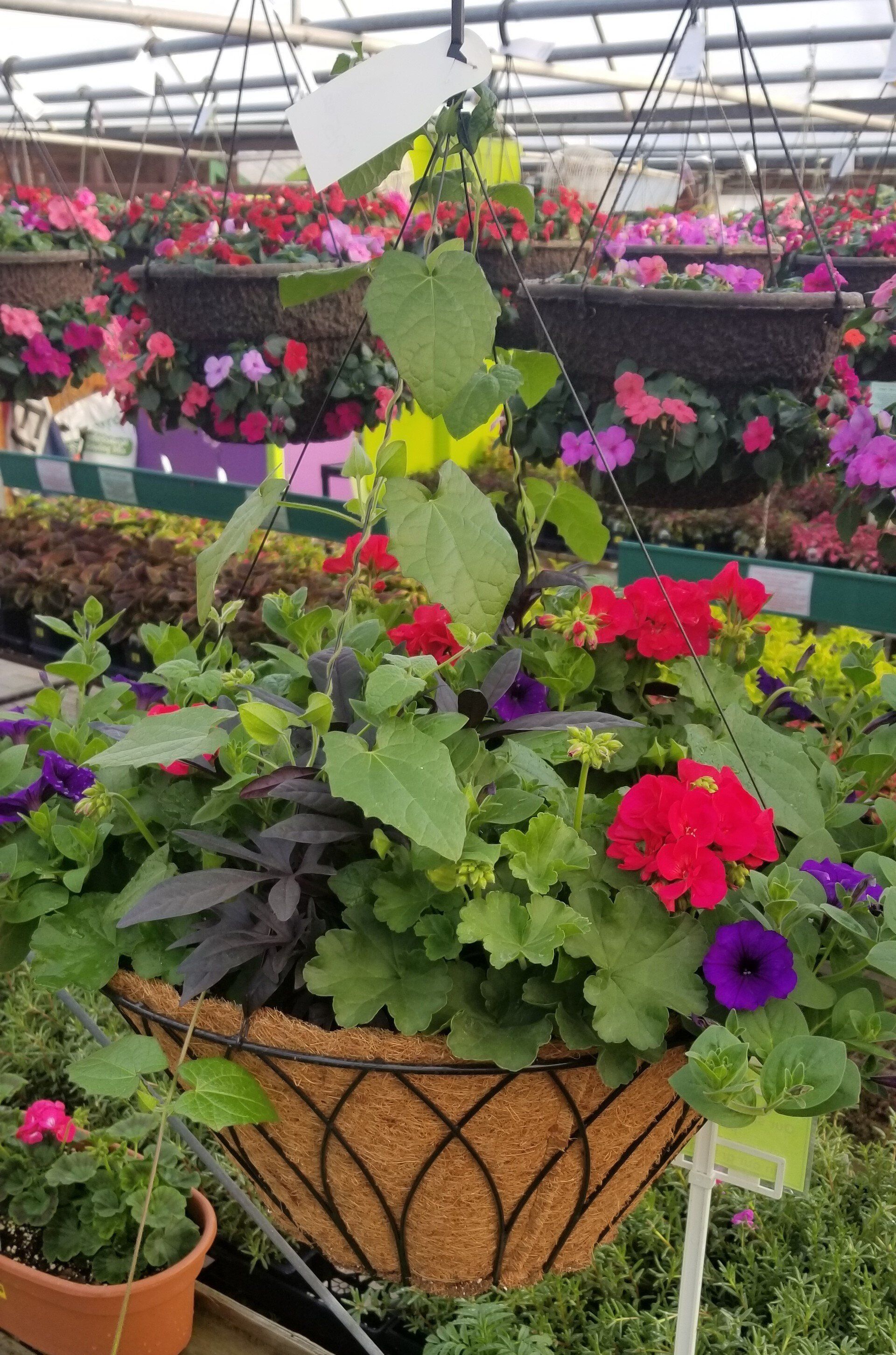 potted containers