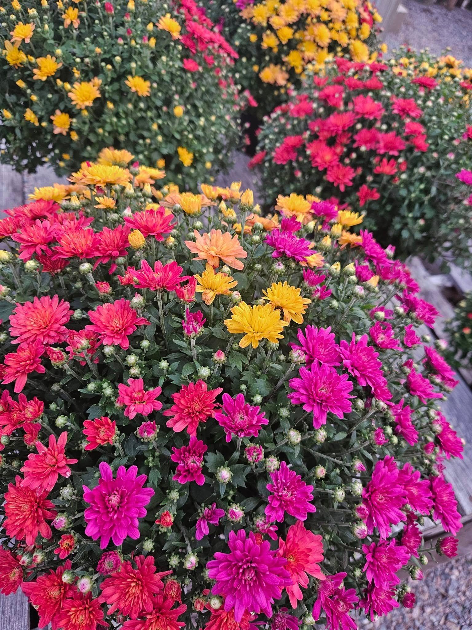 University of Minnesota Gardeners Gala