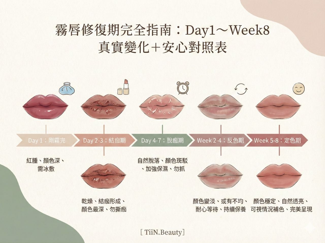 TiiN.Beauty 霧唇修復期完全指南圖文懶人包。詳細說明從 Day 1 微腫脹、Day 3-5 脫皮、到 Week 8 最終定色的五個階段真實變化與護理對照表，幫助您安心度過返色尷尬期，迎接自然