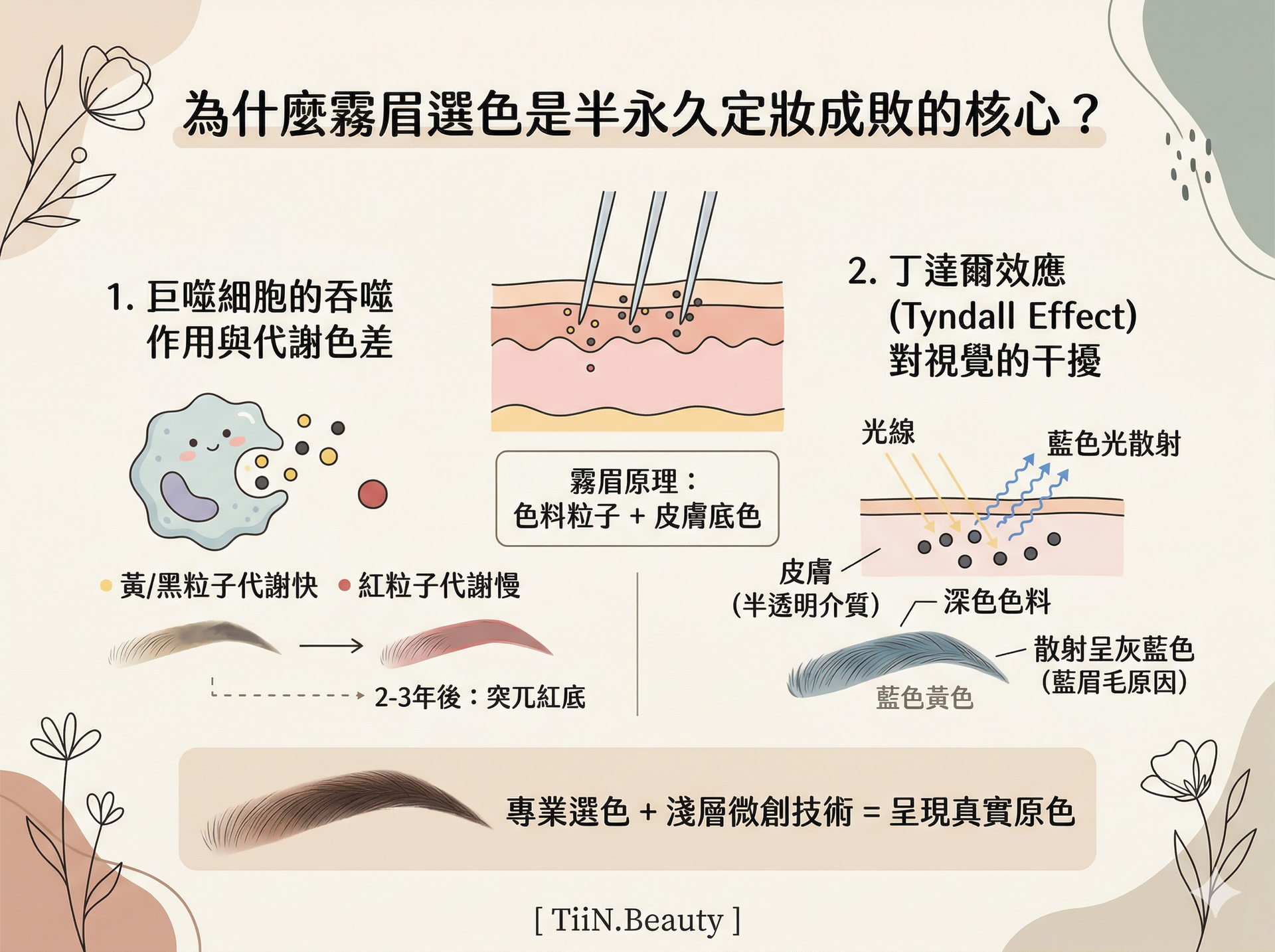 一張奶油色簡約風格的霧眉選色懶人包資訊圖表，標題為「為什麼霧眉選色是半永久定妝成敗的核心？」。它分為兩個主要部分：1. 巨噬細胞的吞噬作用與代謝色差，插畫顯示巨噬細胞優先吞噬黃色和黑色粒子，使紅色粒子殘留，導致眉毛兩三年後留下紅底。2. 丁達爾效應對視覺的干擾，插畫顯示光線穿透皮膚，遇到深層深色色料時，藍光散射，使眉毛呈現灰藍色（藍眉毛）。底部有一個對比插畫，總結專業選色與輕柔技術能呈現真實原色。頁尾有「[ TiiN.Beauty ]」