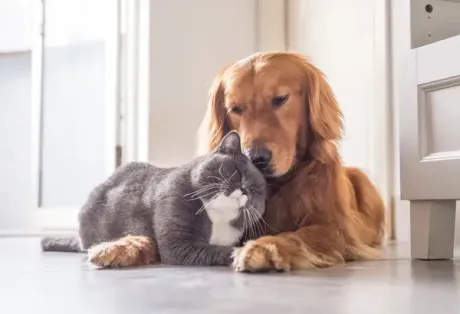 A dog and a cat are laying next to each other on the floor.