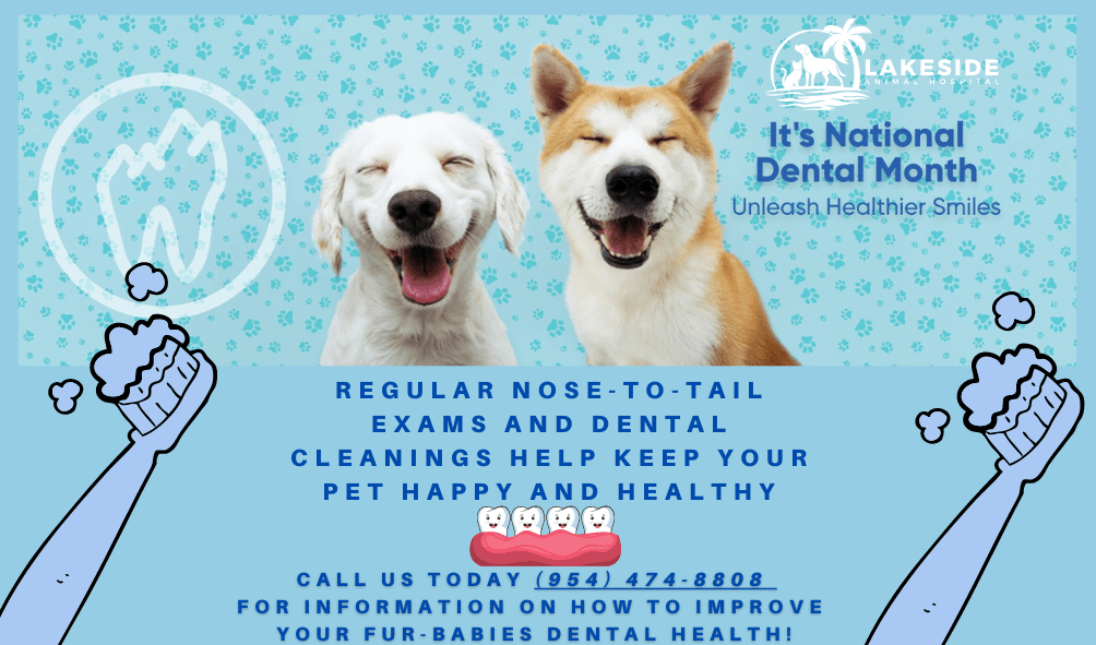 February Pet Dental Health Month