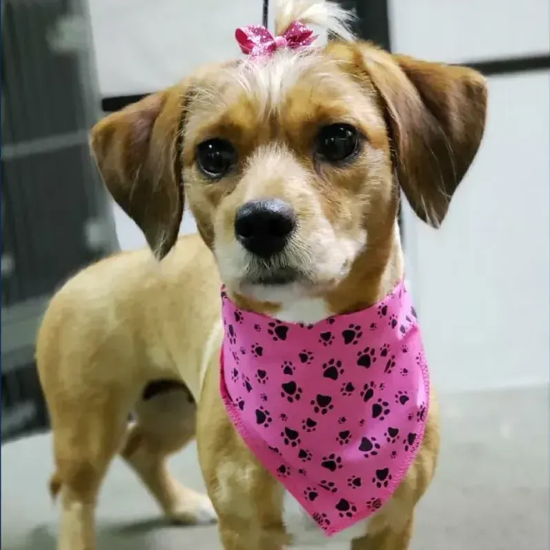 A brown and white dog wearing a pink bandana with paw prints on it