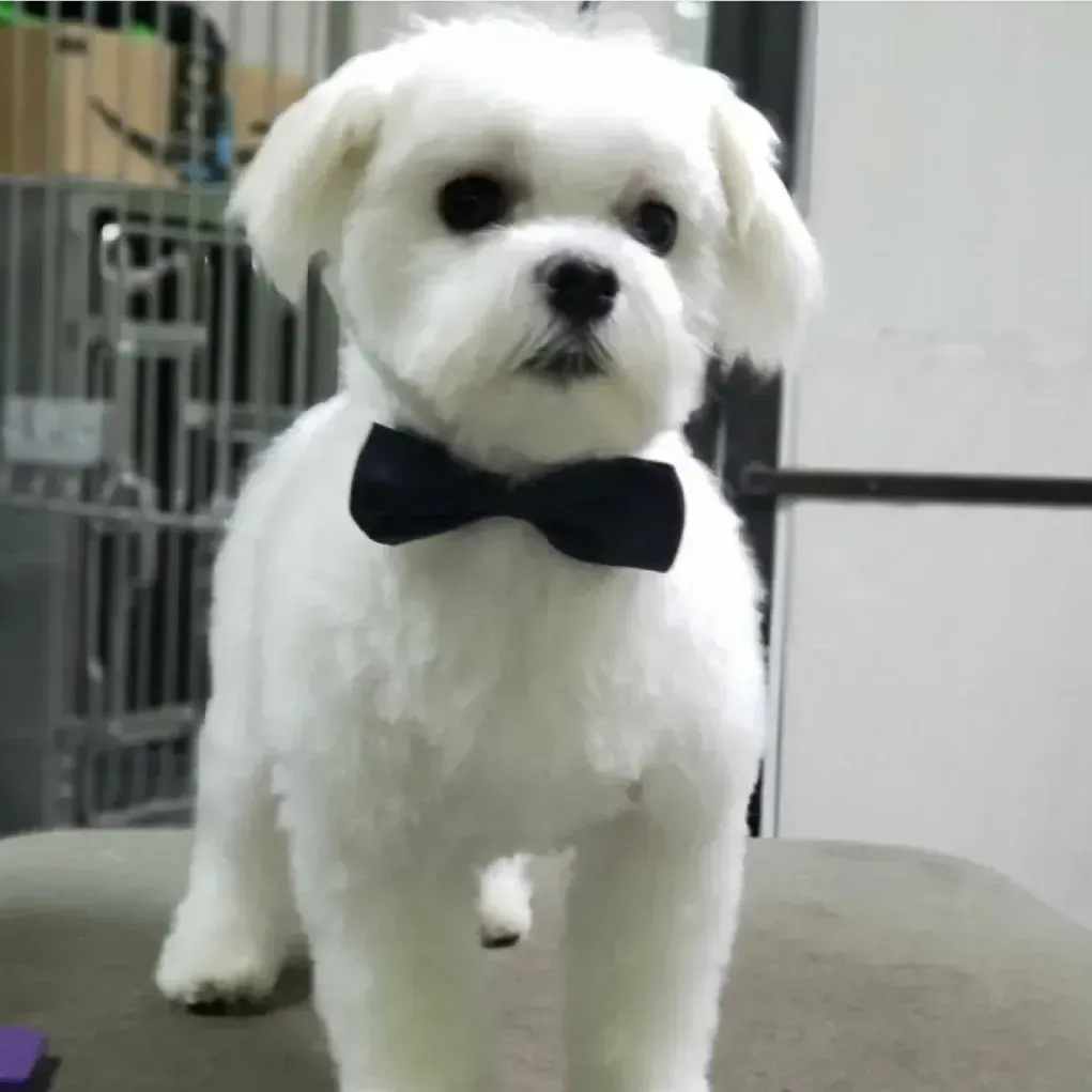 A small white dog wearing a black bow tie