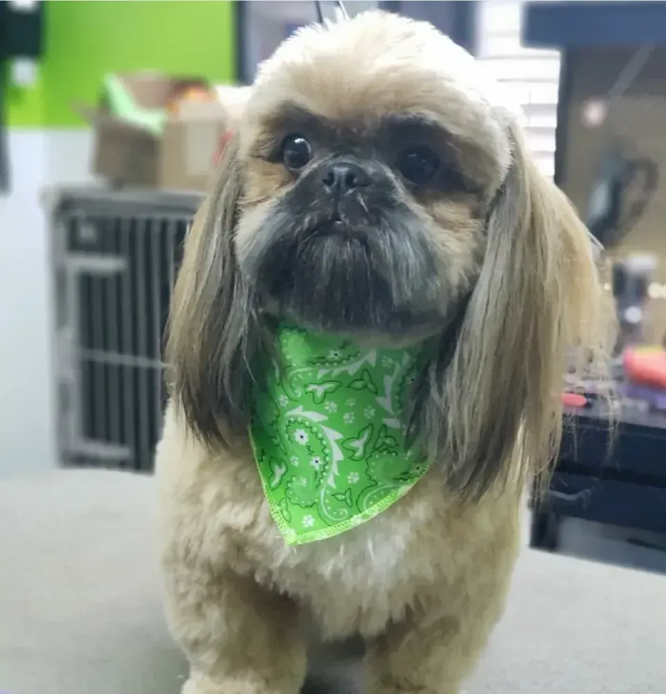 A small dog wearing a green bandana is standing on a table.
