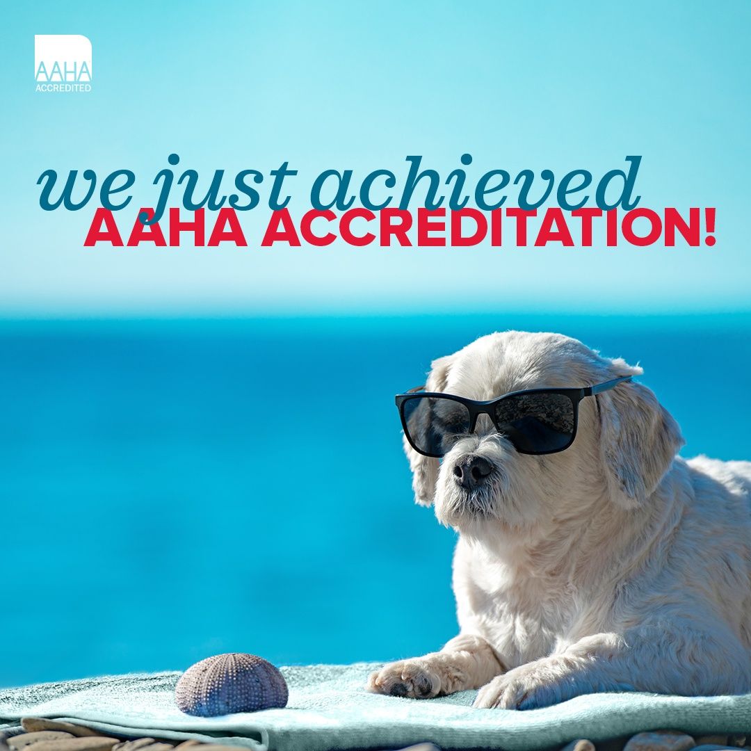 AAHA Accredited