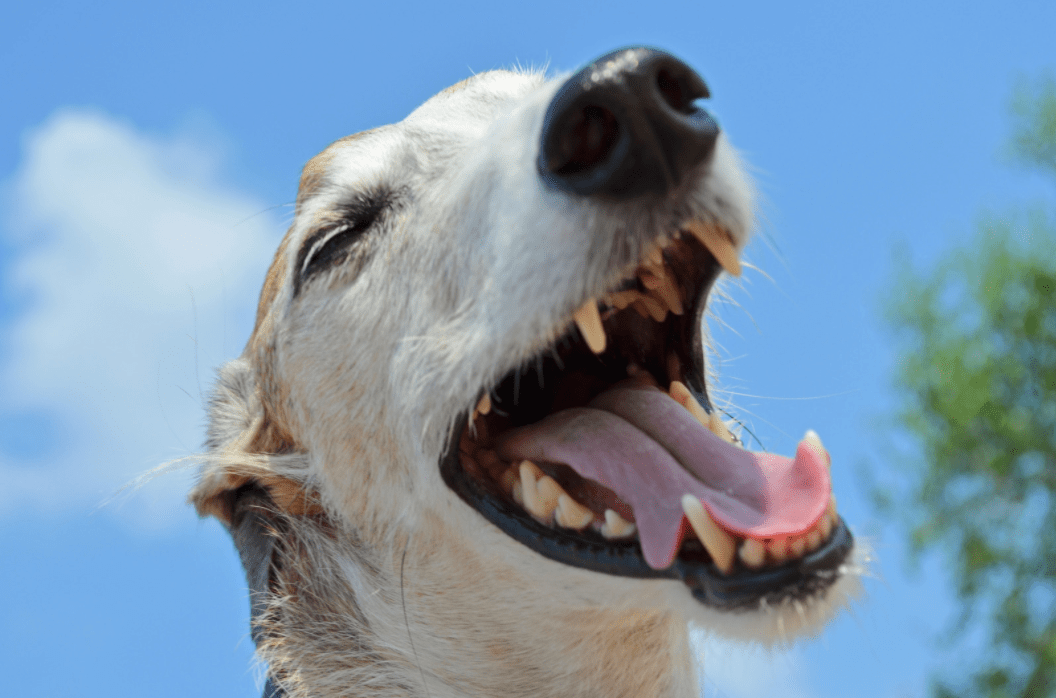 Pet Dental Health