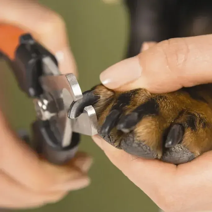 A person is cutting a dog's nails