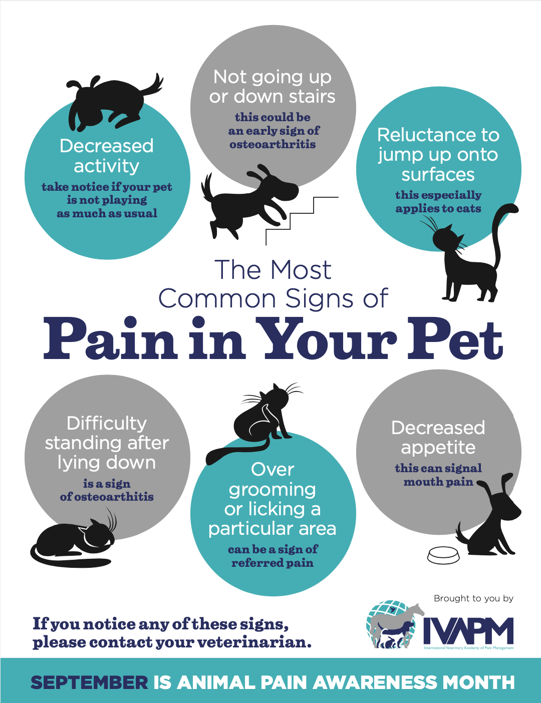 Pain in Your Pet