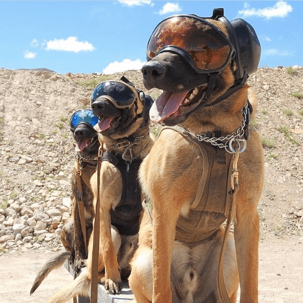 Working Dogs