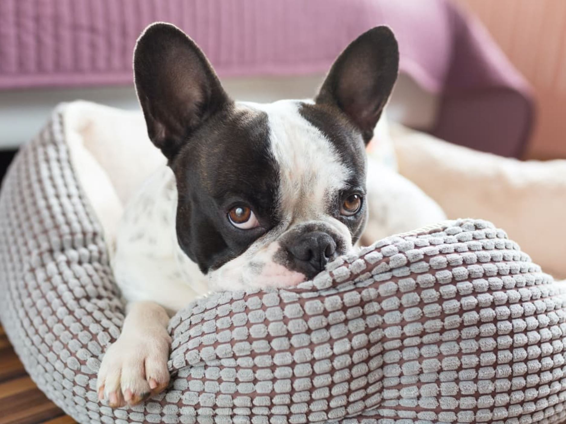 calming dog beds