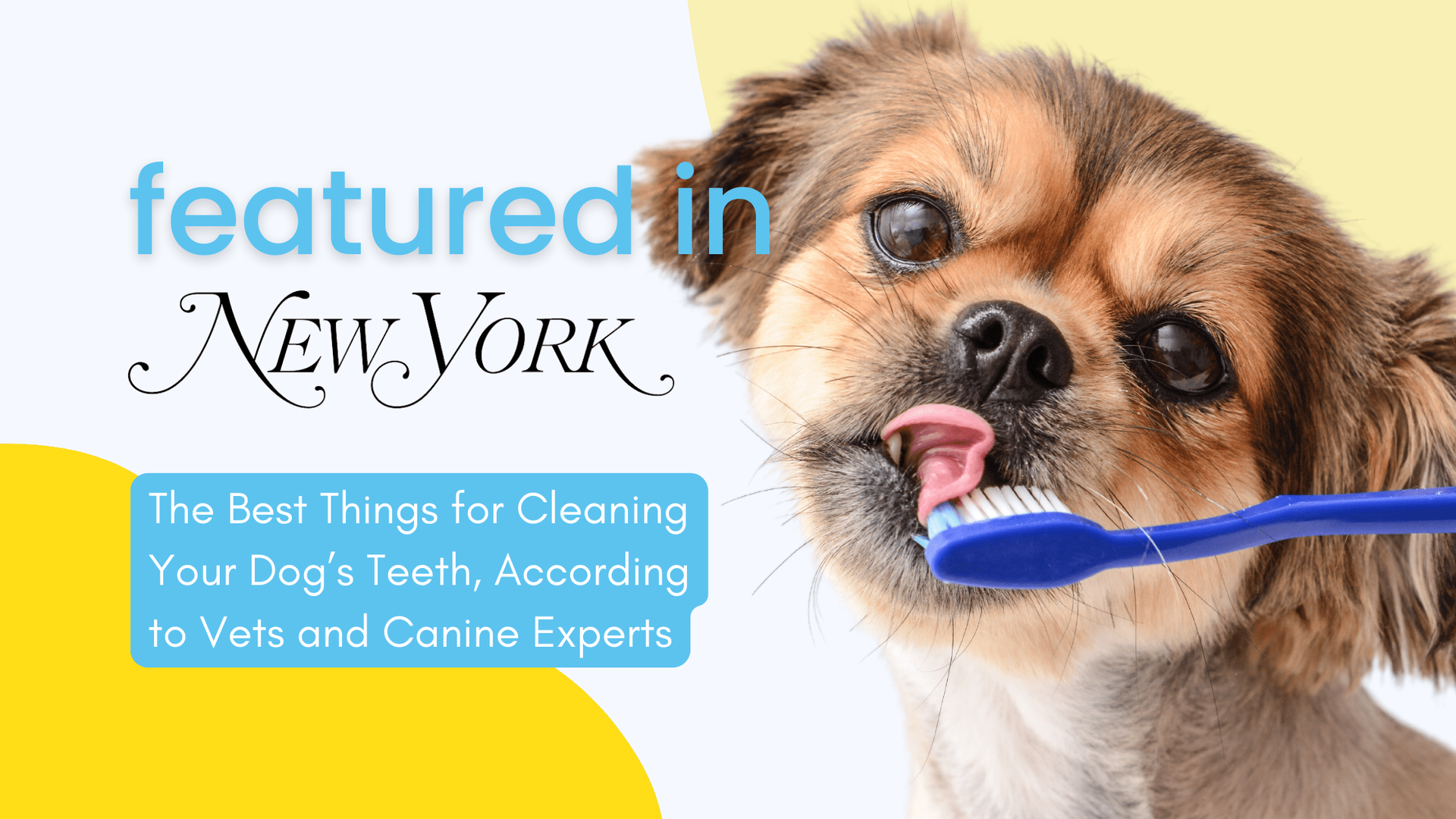 A dog is brushing its teeth with a blue toothbrush.