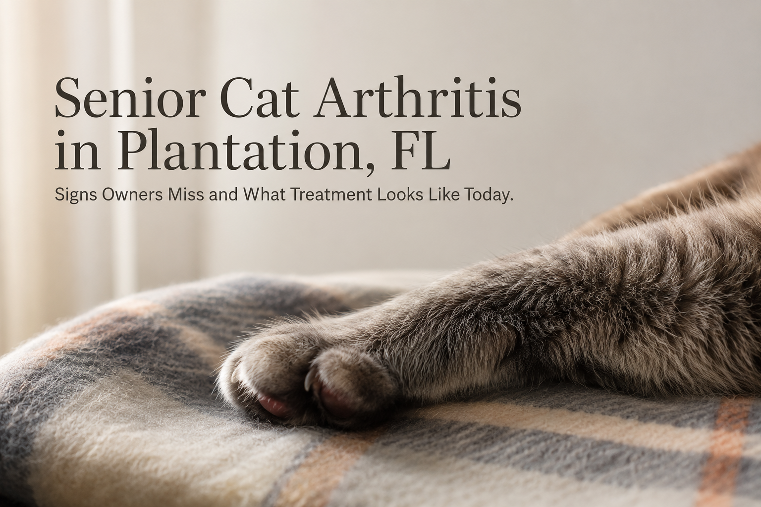 Senior cat's paw resting on a blanket, senior cat arthritis care Plantation FL