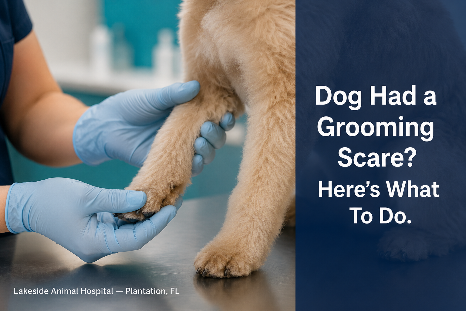 Close-up of veterinarian hands examining a small dog after grooming incident