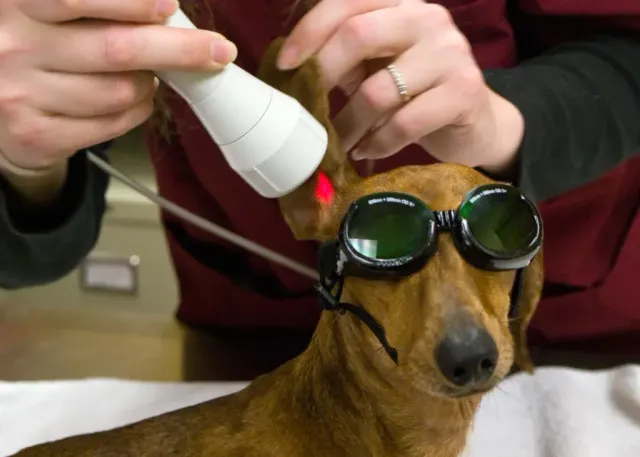Cold Laser Therapy For Dogs