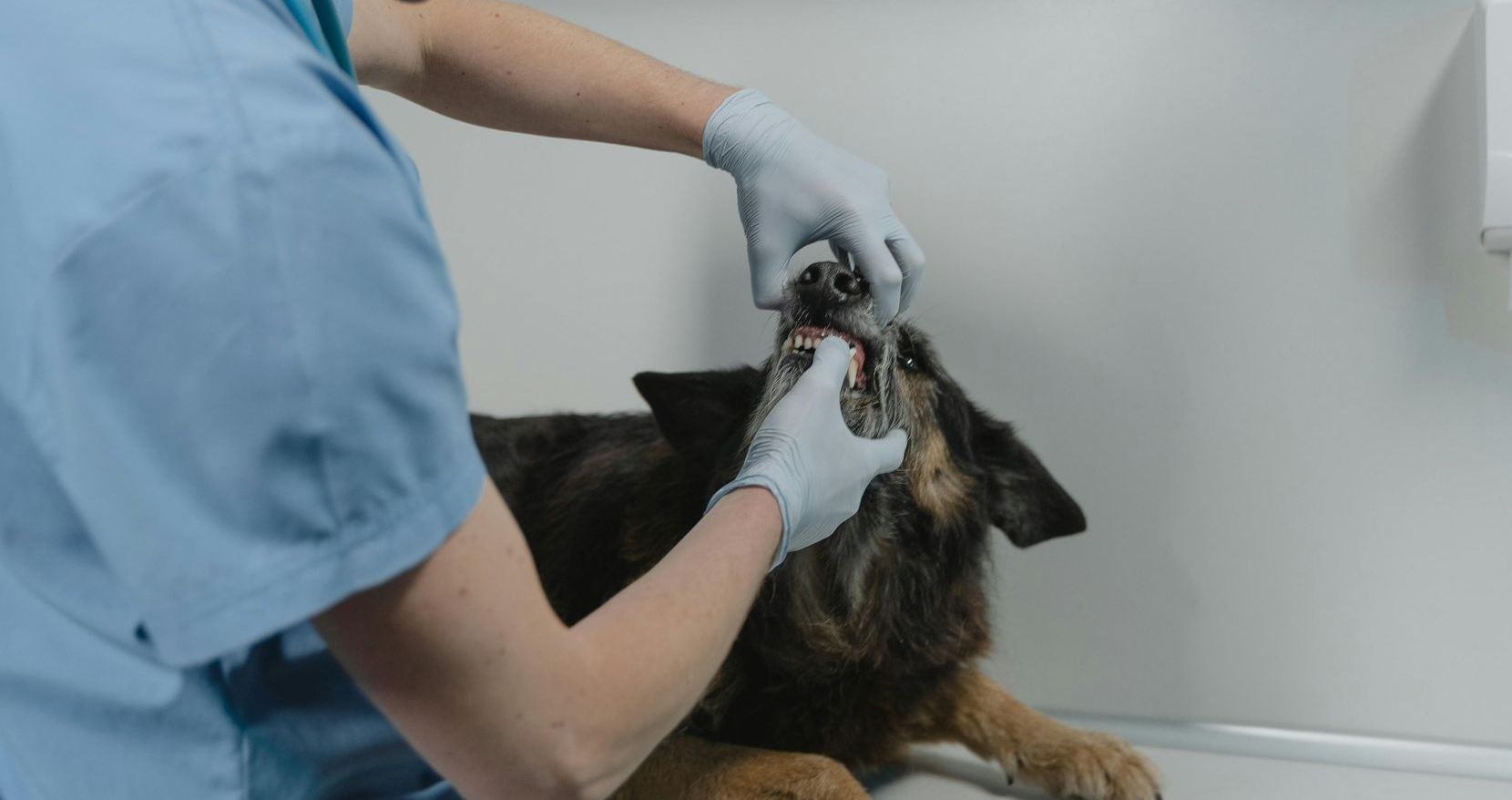 Dog teeth cleaning in Plantation, Florida.