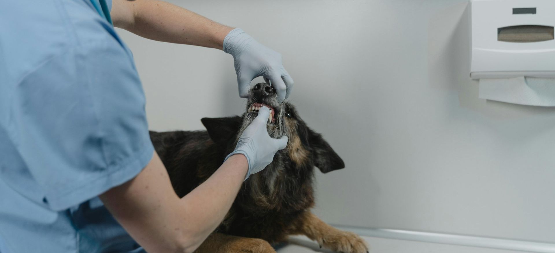 Teeth cleaning for dogs in Plantation, Florida.