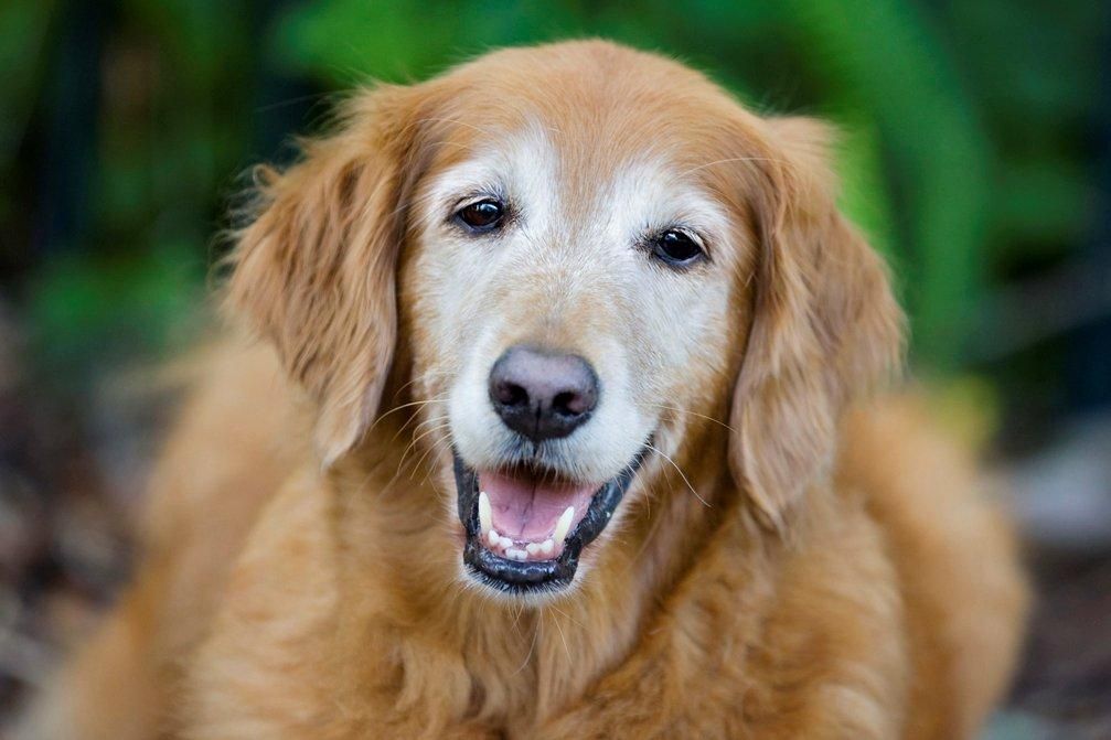 senior golden retriever photograph