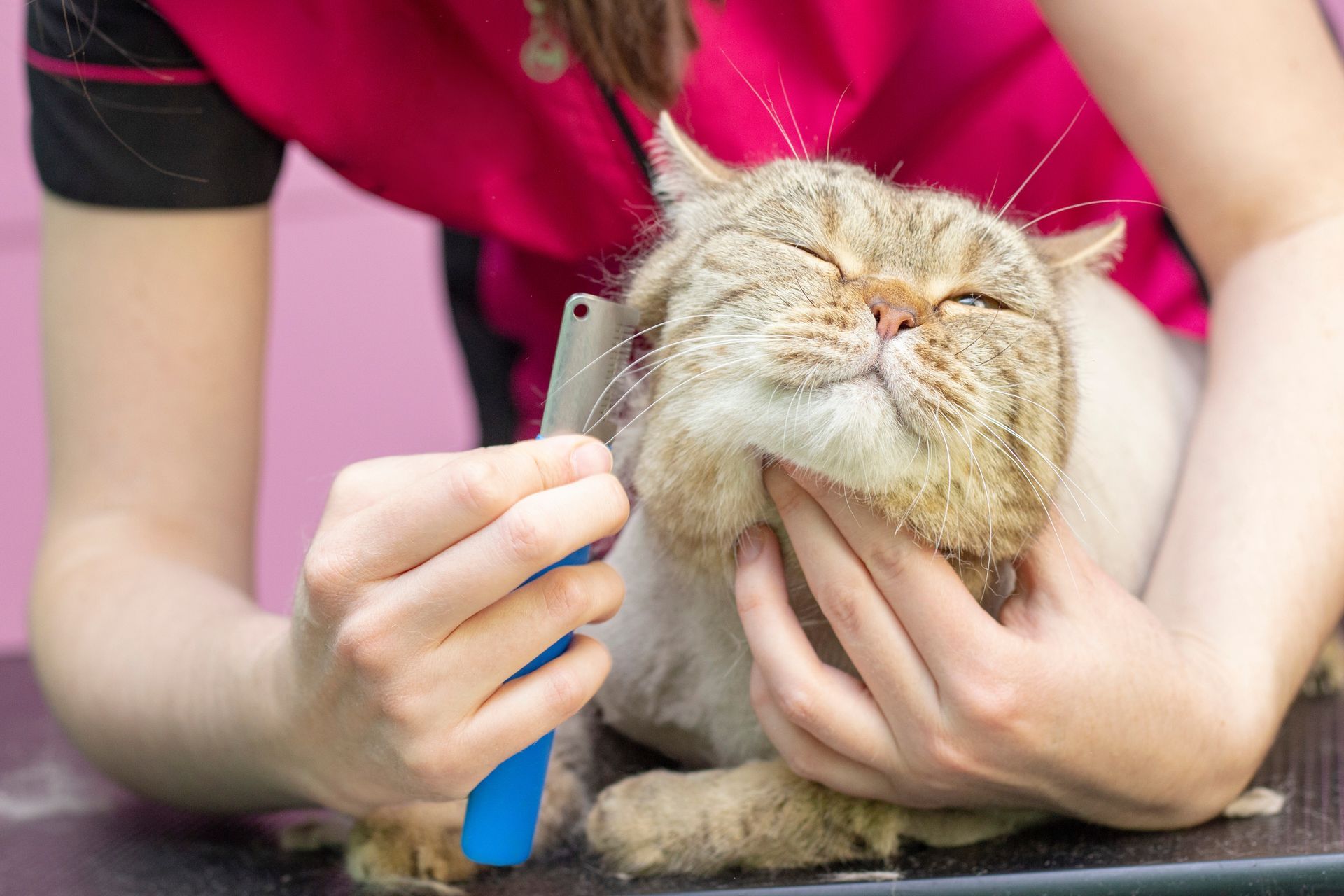 A woman is brushing a cat 's face with a brush.