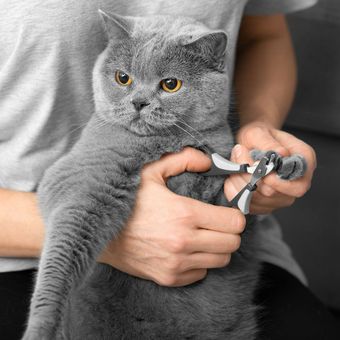 A person is holding a gray cat and cutting its nails with a pair of scissors.