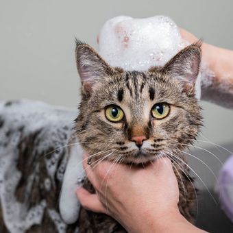 A person is washing a cat with soap and water