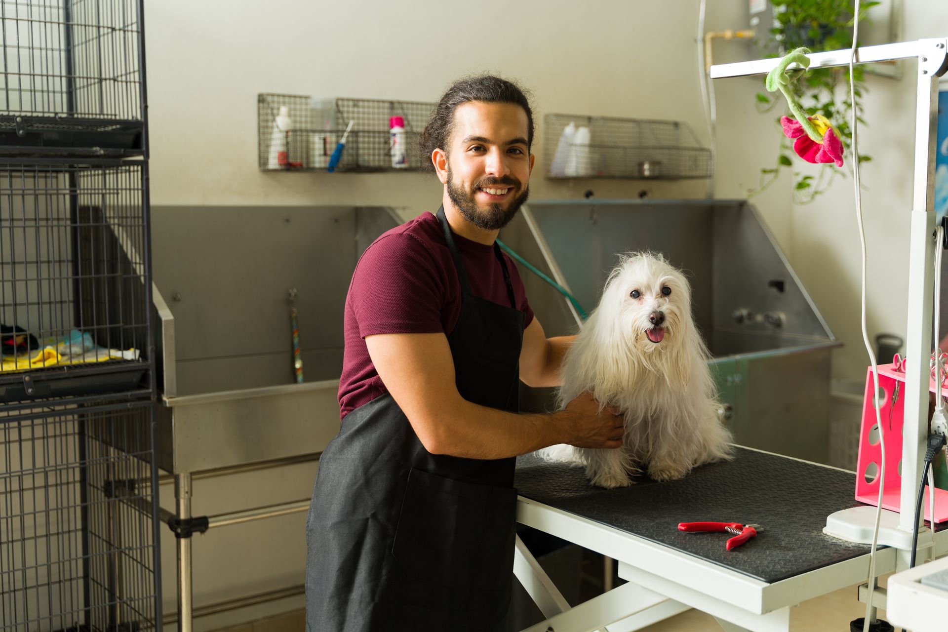 A man is grooming a small white dog in a grooming salon.